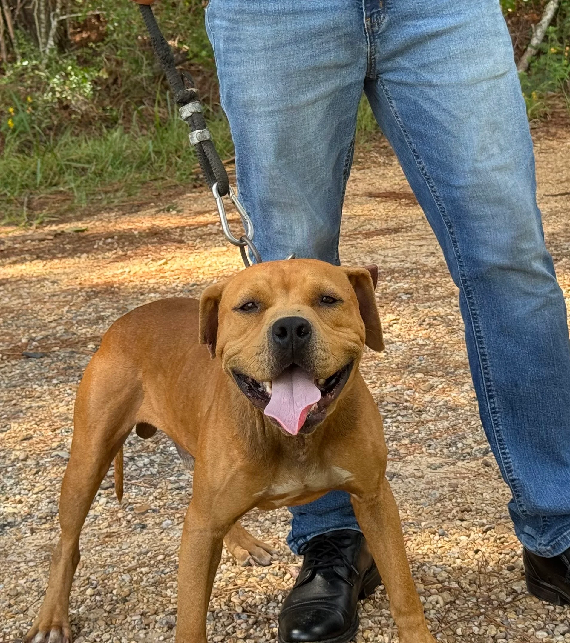 Bruce Wayne, a red American Pit Bull Terrier, on a leash on a gravel path with his mouth open and tongue out, standing beside his handler wearing blue jeans and black boots