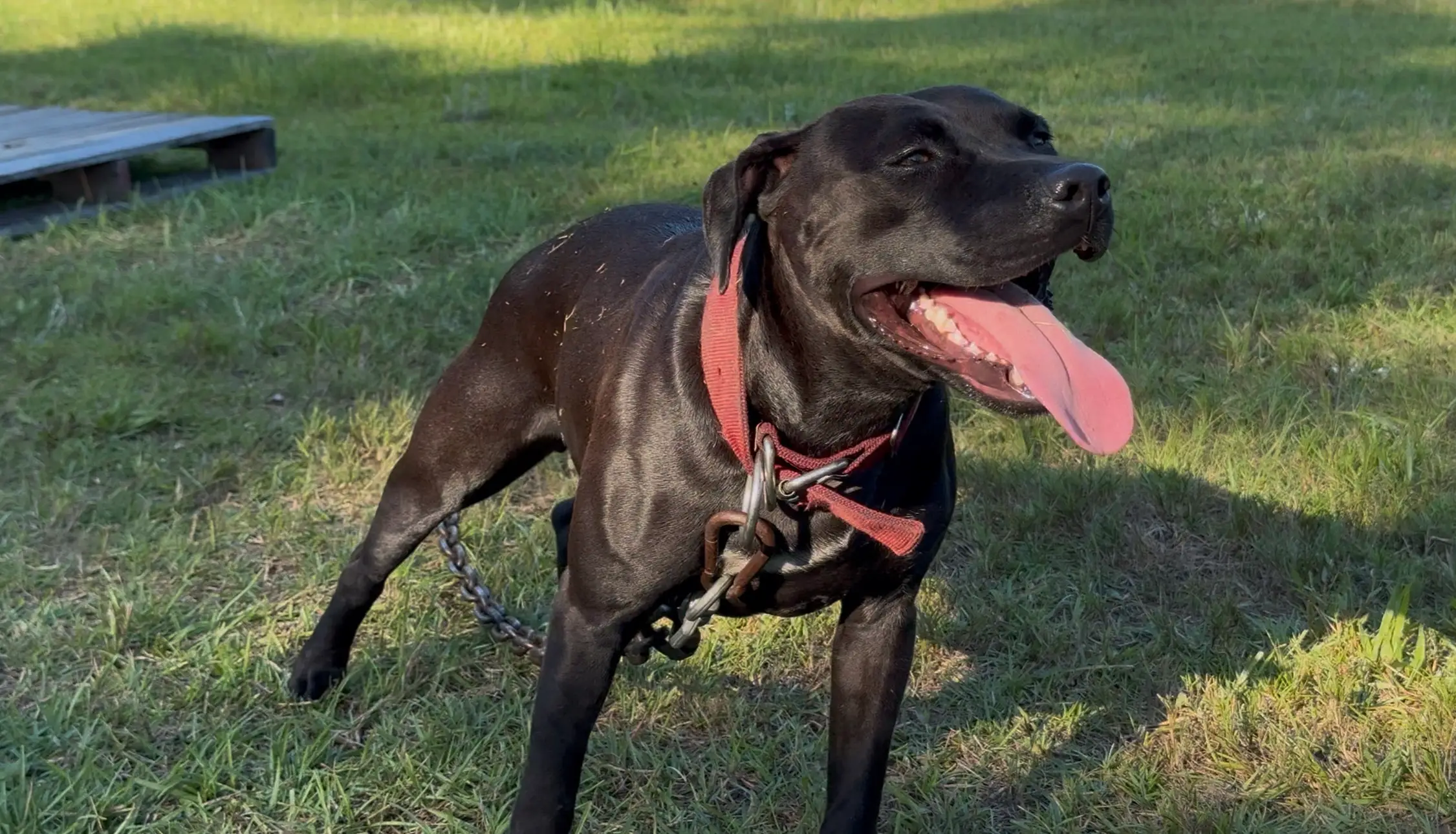 Bumpy & Bruce Wayne x Marvel breeding