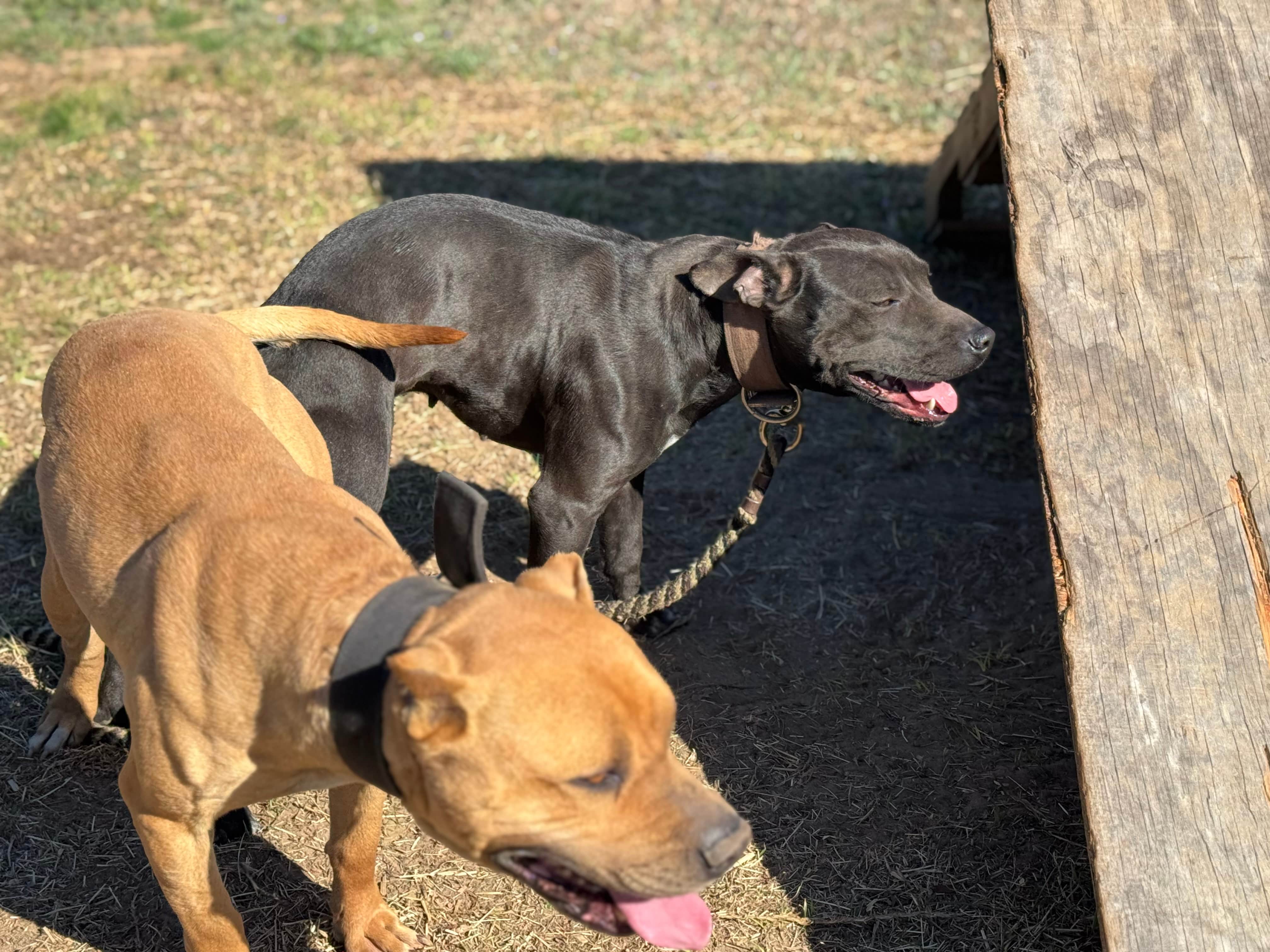 Bumpy x Judith breeding pair