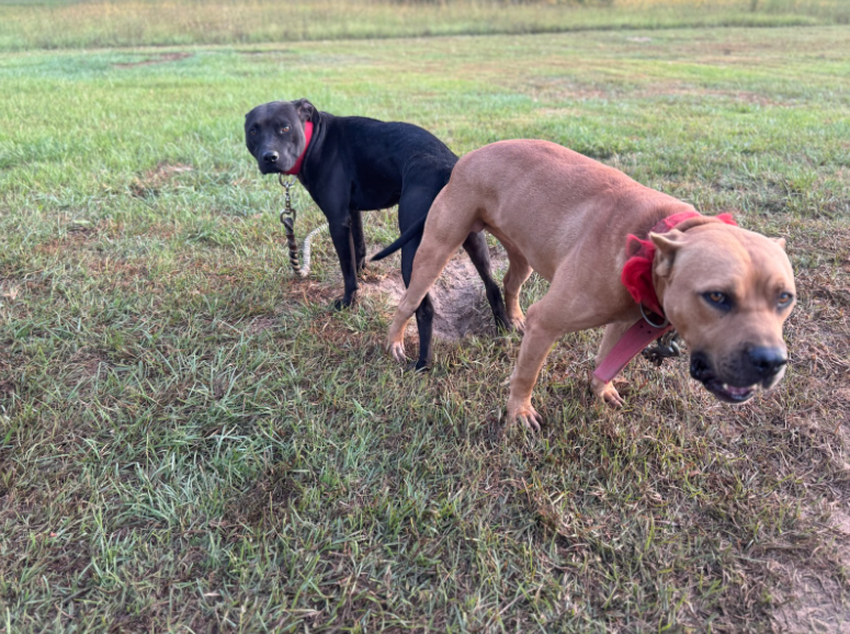 Bumpy and Justice breeding