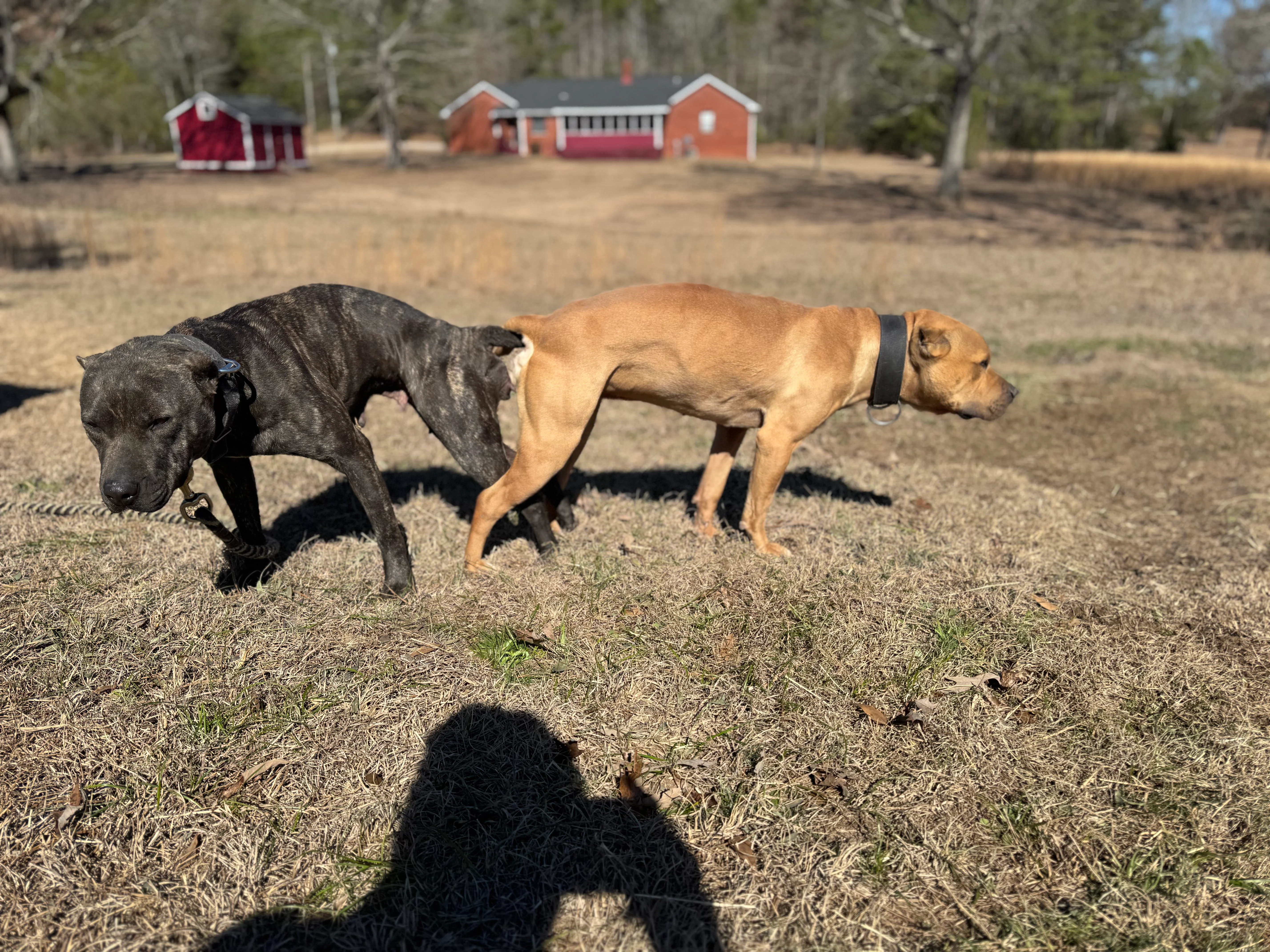 Bumpy x Marvel breeding pair