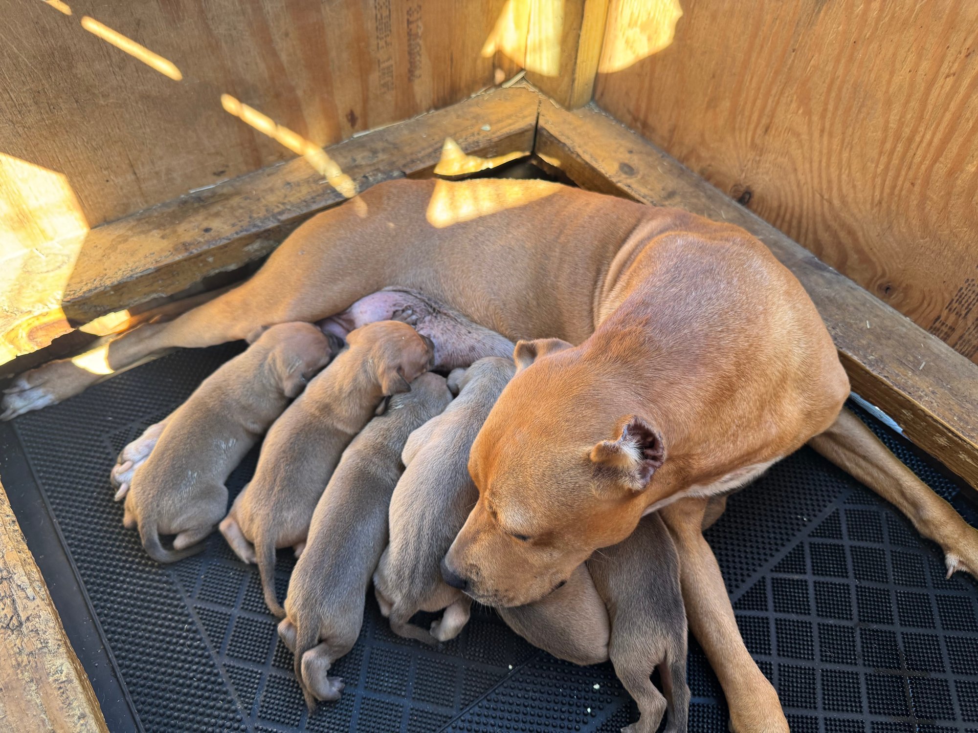 Cayenne nursing her newborn Hickson Jr x Cayenne puppies in a whelping box
