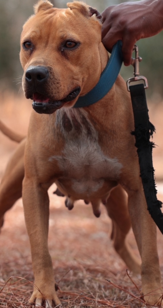 Cayenne - Adult Female American Pit Bull Terrier - Image 1