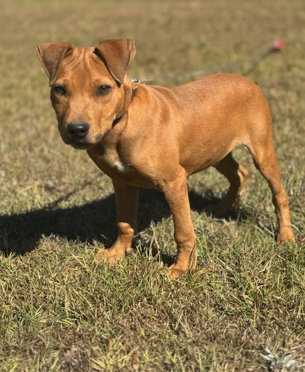 Comanche - American Pit Bull Terrier puppy - Image 1