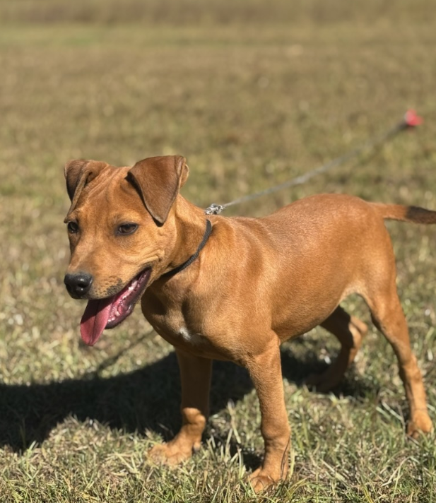 Comanche - American Pit Bull Terrier puppy - Image 2