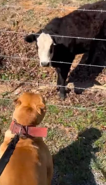 Working American Pit Bull Terrier observing cattle at Catch Guard Megiddo