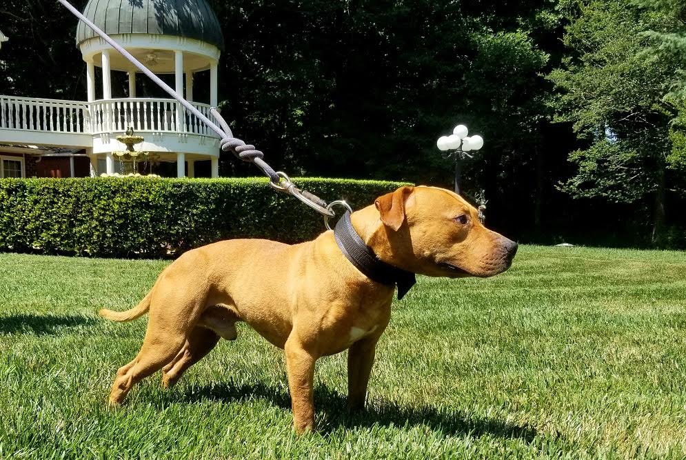 Garner's Dynomite Jr - Sire