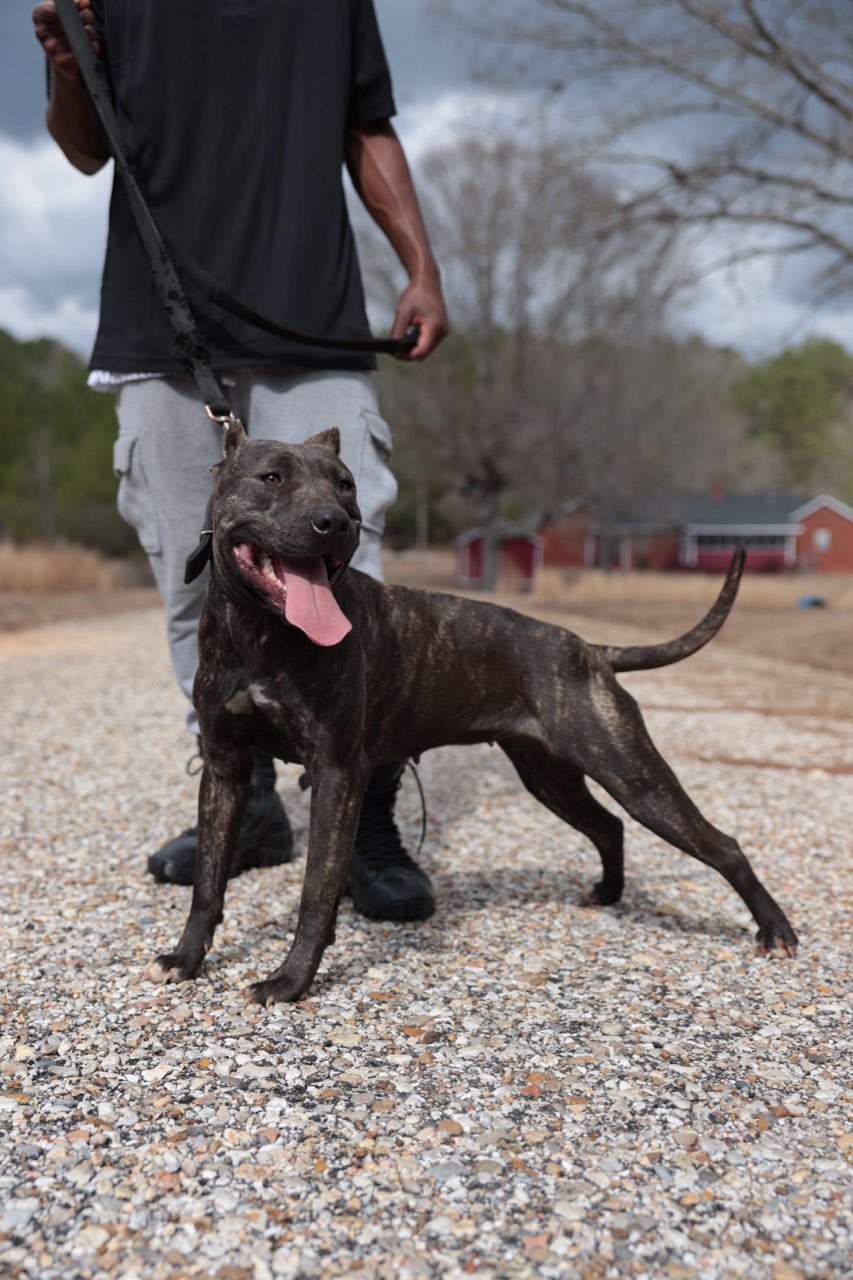 Our female American Pit Bull Terriers