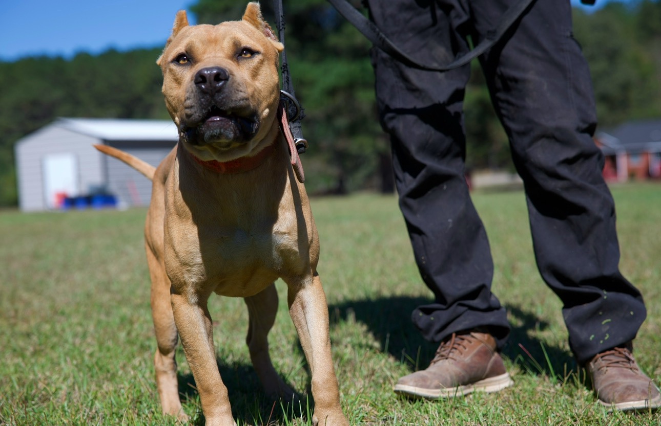 Catch Guard Megiddo Agreement