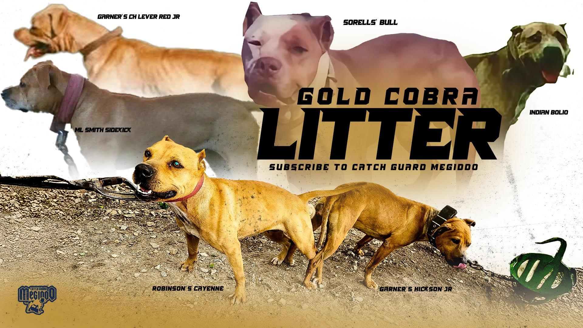 Garner's Hickson Jr and Cayenne - Gold Cobra Litter breeding pair
