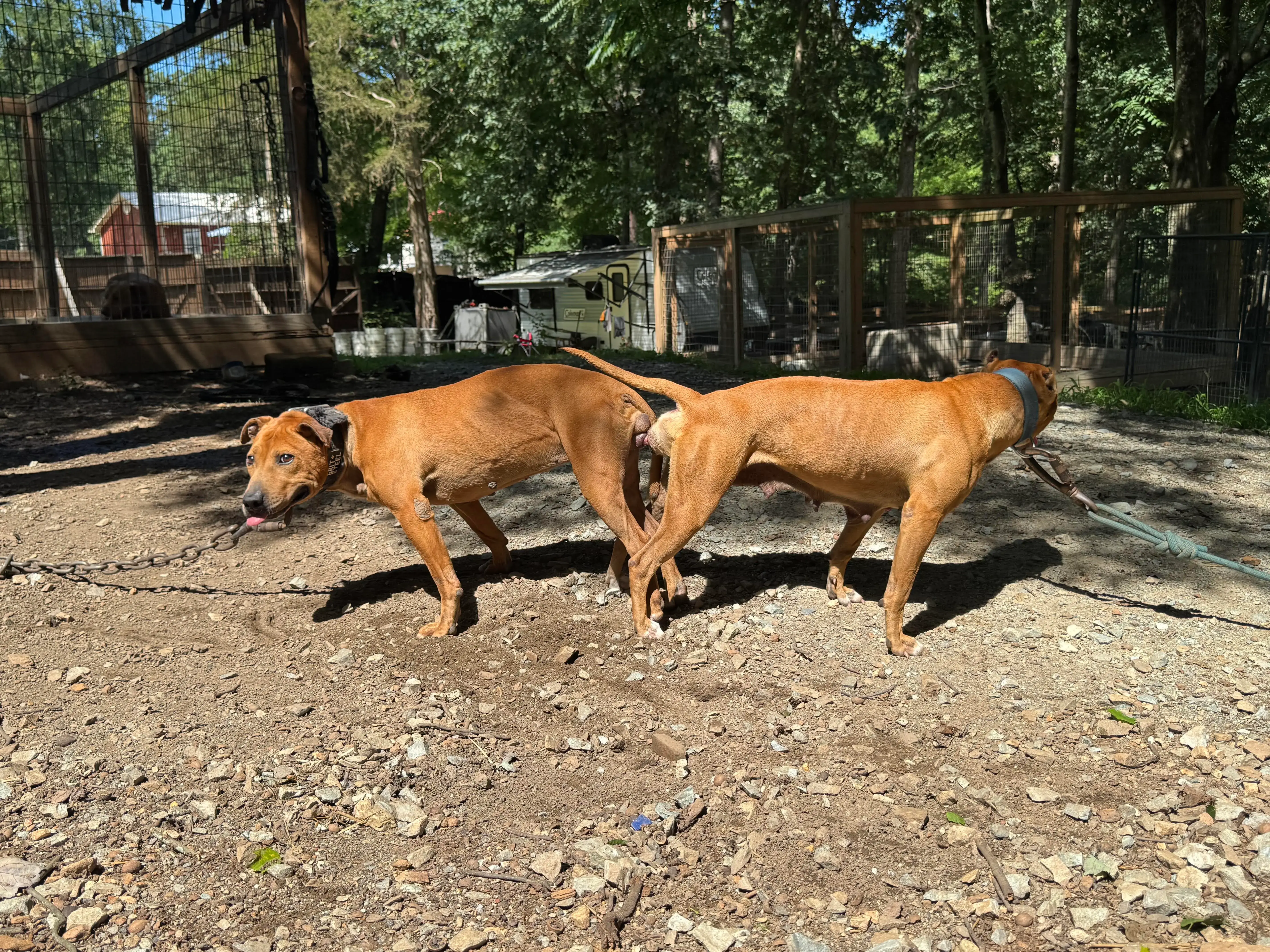 Hickson Jr x Cayenne breeding