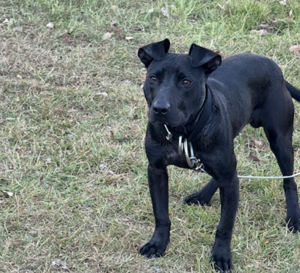 Jacob - American Pit Bull Terrier - Image 1