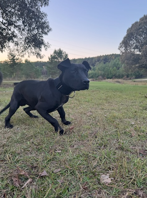 Jacob - American Pit Bull Terrier - Image 2
