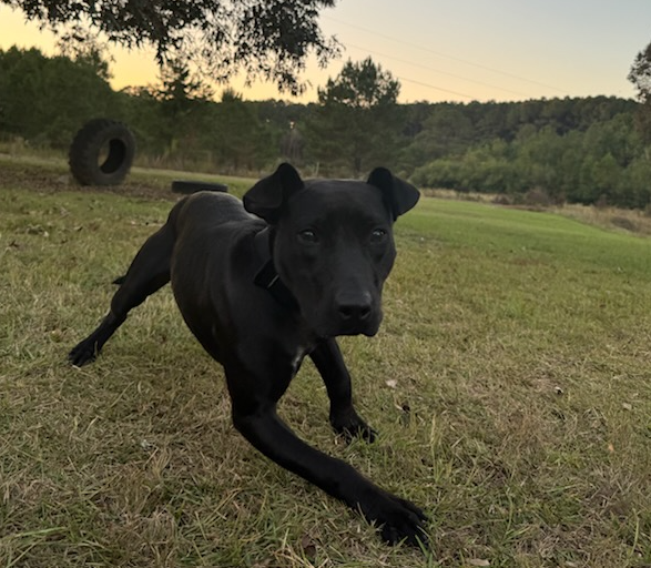 Jacob - American Pit Bull Terrier - Image 3