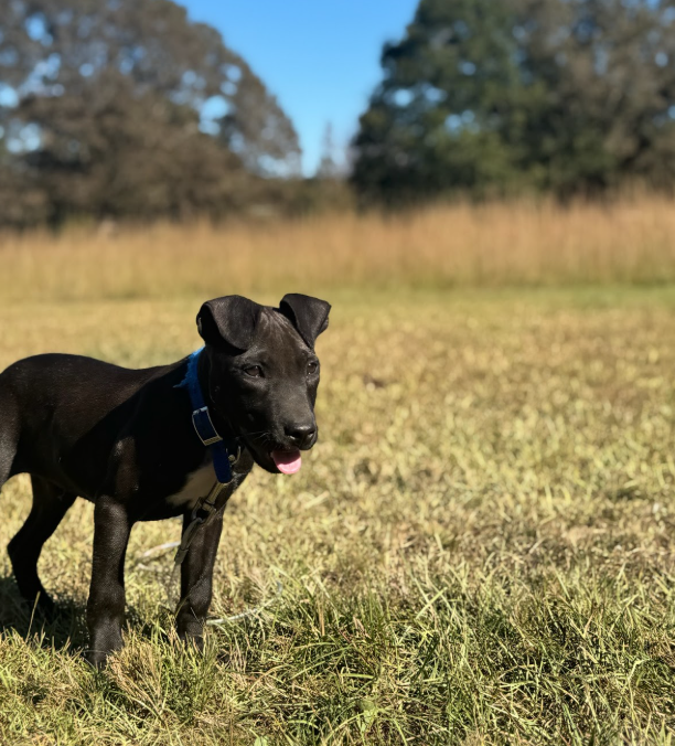 Joshua - American Pit Bull Terrier puppy - Image 1