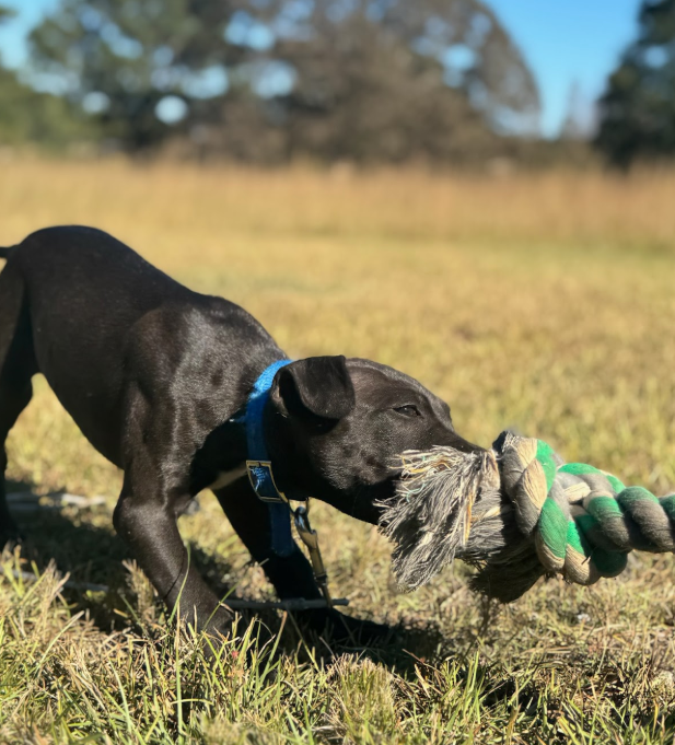 Joshua - American Pit Bull Terrier puppy - Image 3