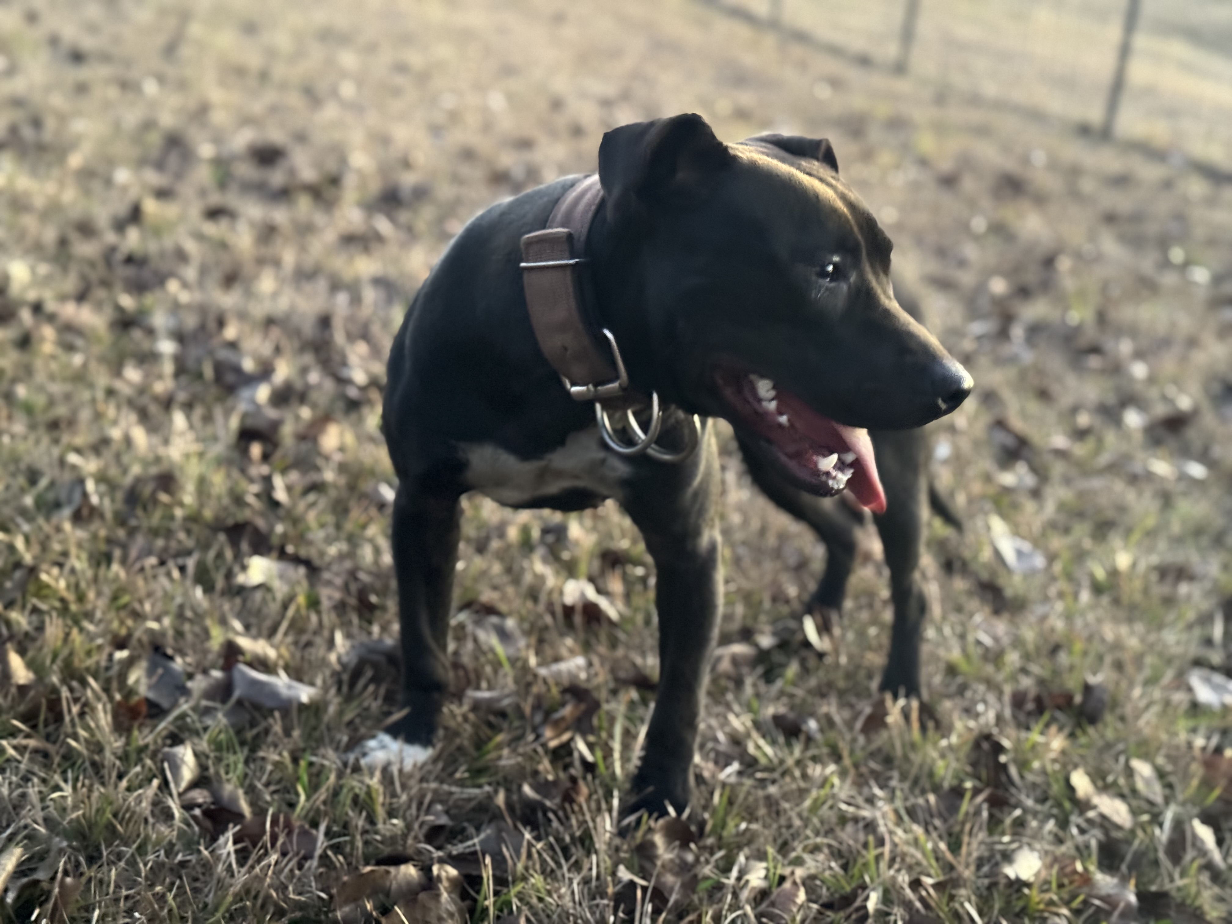 Bumpy x Judith upcoming breeding