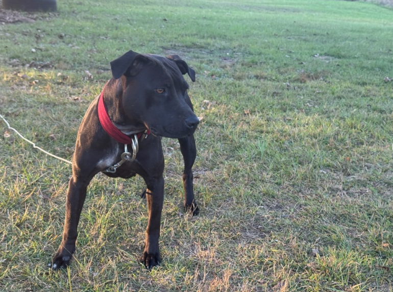 Justice - Adult Female American Pit Bull Terrier - Image 1