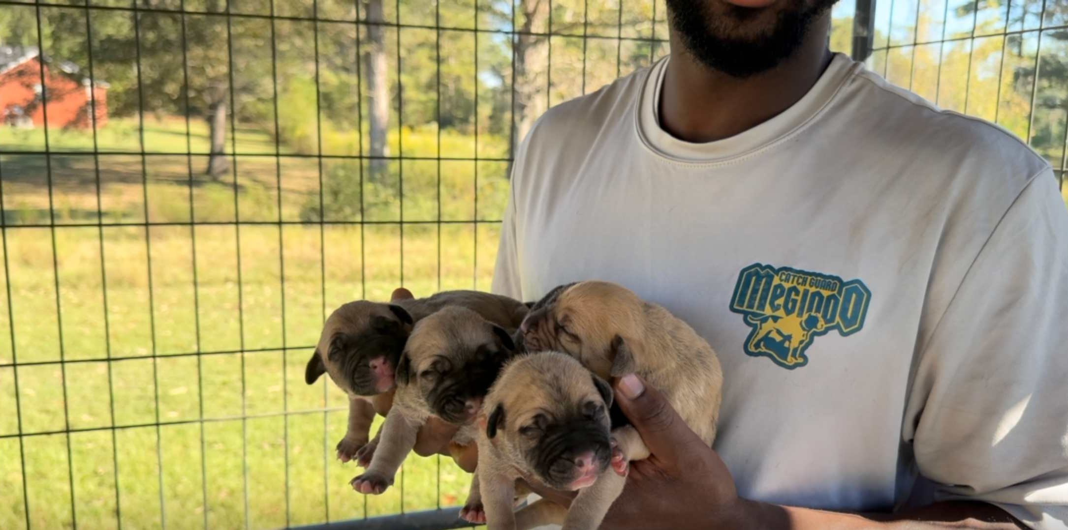 Four newborn Bumpy & Bruce Wayne x Marvel puppies held in hand