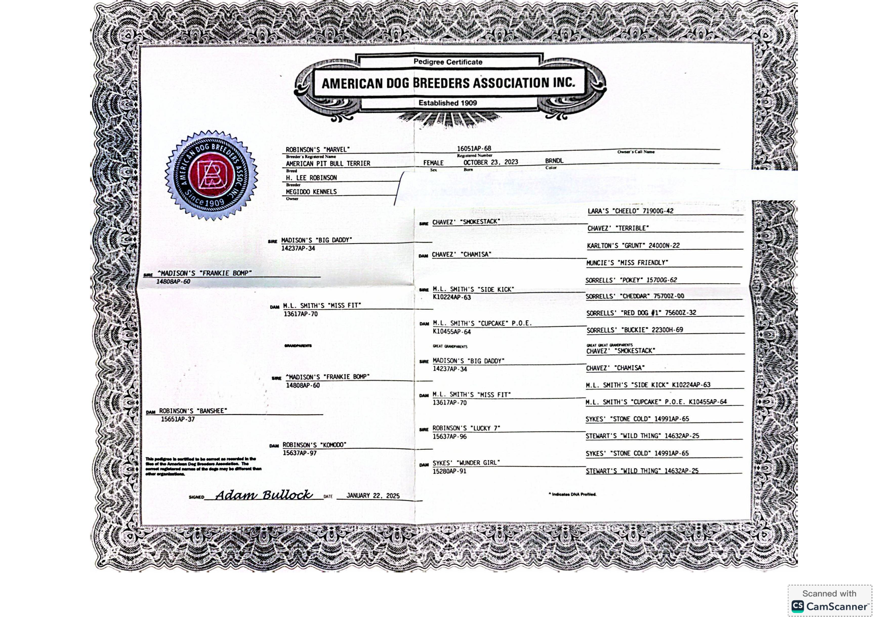 Marvel - Adult Female American Pit Bull Terrier - Image 2