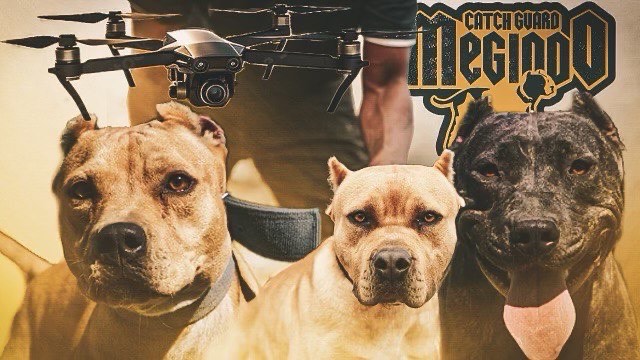 Catch Guard Megiddo American Pit Bull Terriers with logo and drone