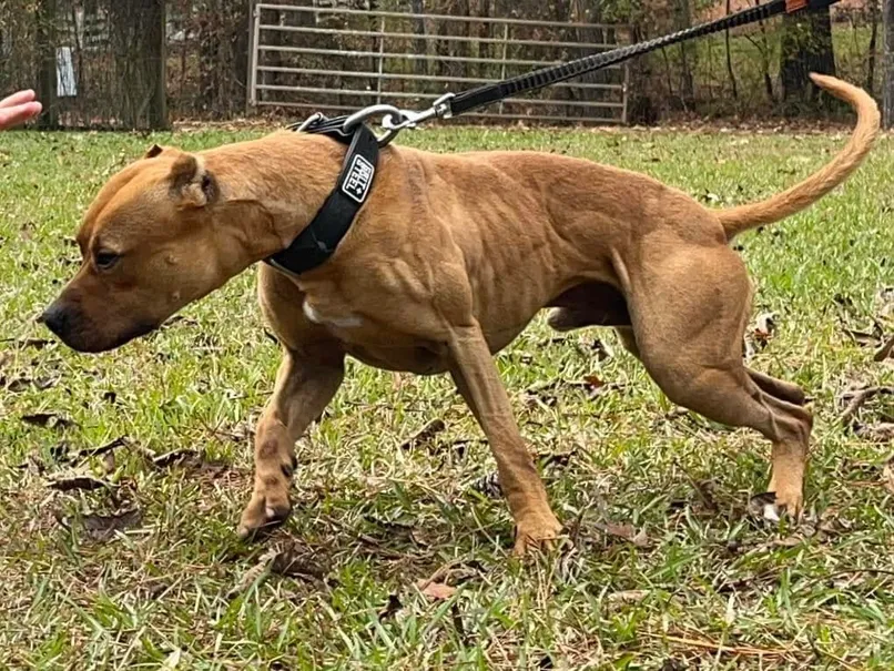 Robinson's Jackknife x Robinson's Marvel of Megiddo breeding