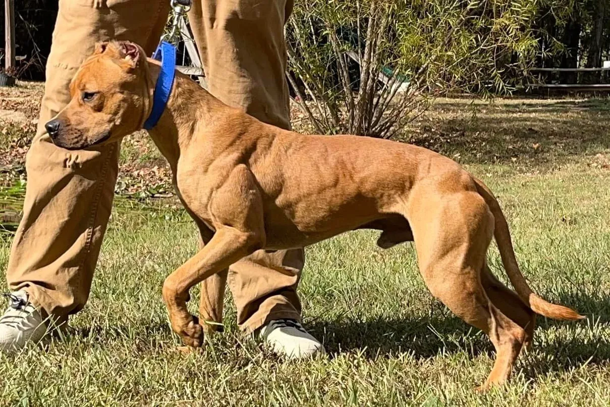 Robinson's Jackknife profile